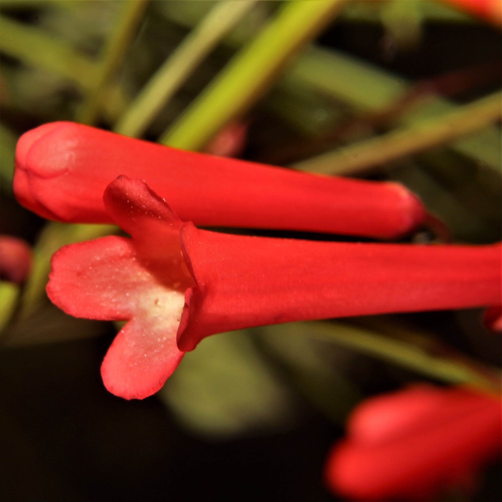 Russelia equisetiformis